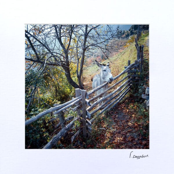 Passe-Partout - Le petit âne blanc, Croce